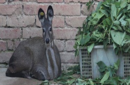 林麝养殖前景，林麝养殖需要投资多少钱