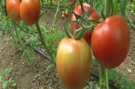 惊蛰适合种什么农作物，惊蛰适合种韭菜