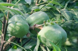 市场上文冠果的价格很高，它能在北方大面积种植吗