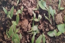 敌磺钠的用法跟用量，敌磺钠用于防治各种病害