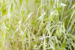 生产豆芽需要什么设备，生产豆芽的设备用什么消毒好