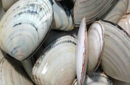 常见的可食用贝类有哪些