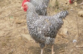 芦花鸡一斤多少钱，防疫及医疗费用