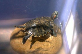 怎样养巴西龟，巴西龟种龟挑选