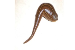 水蛭的市场价格会上涨吗，养殖一亩水蛭能赚多少钱