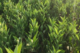 一株春甜柑橘苗多少钱，紫金春甜桔产地位于河源市紫金县