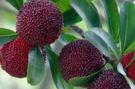 杨梅树苗的价格是多少,杨梅种植前景分析