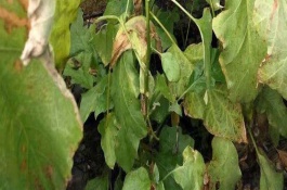 肥害怎么解救，肥害发生的原因