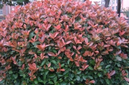 有哪些品种的红叶石楠