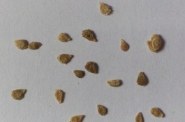 越冬茬番茄利润高，种植越冬茬番茄需要注意什么，注意天气影响