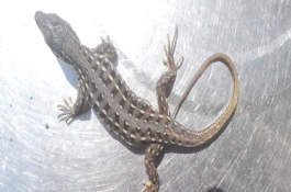 壁虎怎么养，家里壁虎养殖技术