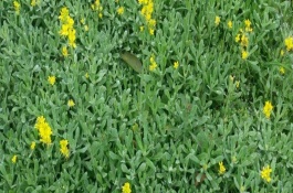 清明菜种植方法