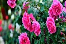 哪个品种的蓝色月季开花好看