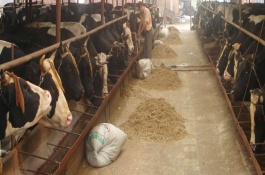 肉牛的饲料配方，40公斤以上的架子牛