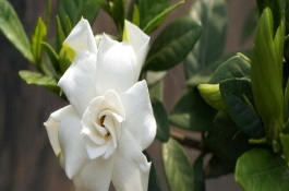 五宝杜鹃花产地在哪里，五宝杜鹃花产地在哪