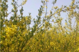 山西种什么药材最赚钱