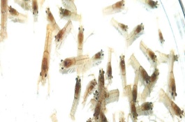 罗氏虾养殖技术，罗氏虾的养殖前景