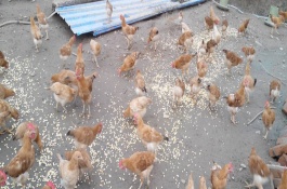 玉米为什么要泡水喂鸡，鸡吃煮好的玉米好吗