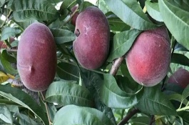 黑桃皇后桃树品种介绍，黑桃皇后原产北美洲