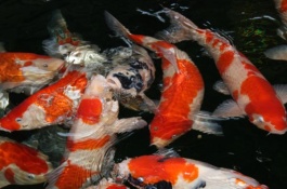 红白锦鲤的产地在哪里，三段红白锦鯉