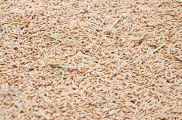 在农村种水稻，不翻耕种植可行吗