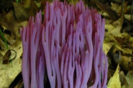 一斤青头菌多少钱，青头菌的市场前景