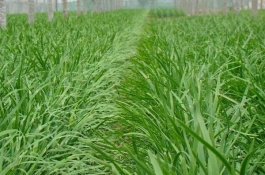 韭菜的种植方法是什么，选择优质品种