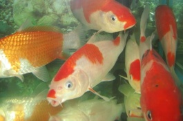 金银鳞锦鲤的产地在哪里，金银鳞锦鲤的品种