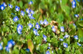 什么药对婆婆纳特效，防治婆婆纳用药量