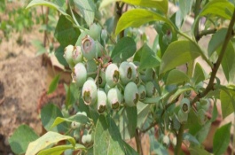 嘧菌酯可防治什么病，嘧菌酯施药用量