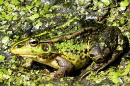 一亩地养青蛙有多少利润，一亩地养青蛙的成本和利润分析1