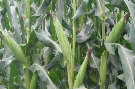 宁单45玉米品种介绍，宁单45玉米品种介绍