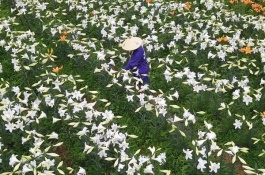 怎样养青叶吊兰才好，青叶吊兰的繁殖方法