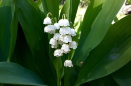 铃兰养殖方法及注意事项，铃兰的繁殖方法