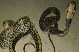 五步蛇怎么养殖，五步蛇养殖技术