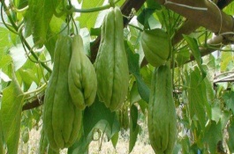 介绍佛手瓜的优良品种，绿皮佛手瓜