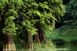 一株水杉苗批发价多少钱,水杉苗的特点