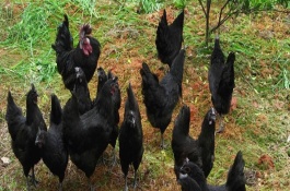 绿壳蛋鸡吃什么，绿壳蛋鸡各个时期饲料及注意事项