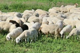 春黄鳝养殖技术，准备工作清明前后