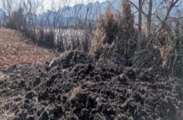 未成熟的农家肥可以直接给庄稼施肥吗