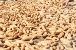 种什么药材最赚钱最赚钱