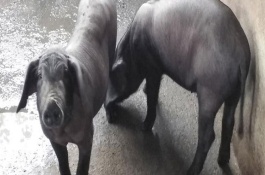 苏太母猪配什么公猪