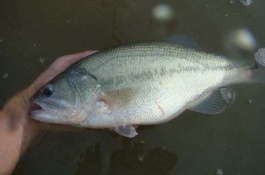 攀鲈一斤多少钱，攀鲈鱼养殖前景分析