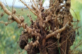 二嗪磷颗粒剂作用，作物上的应用及注意事项