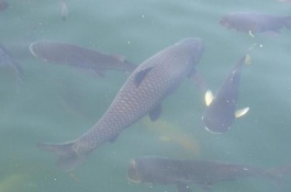 眼镜蛇养殖技术,眼镜蛇的饲喂技术