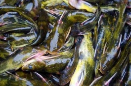 一斤黄鲶鱼的价格是多少,黄颡鱼养殖成本利润分析