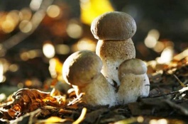 一斤草菇多少钱，草菇的市场前景