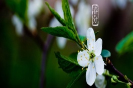 春分的由来是什么，春分都有哪些习俗