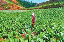 乙烯利的使用方法，乙烯利针对不同植物有不同的使用方法