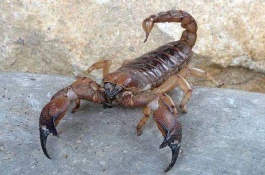 常用的蝎子养殖方法，在许多人的印象中蝎子一直是一种毒物